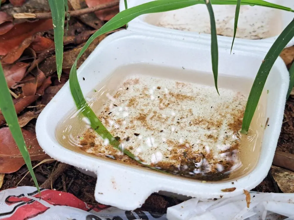 Marília confirma 8 casos de dengue no início de 2026