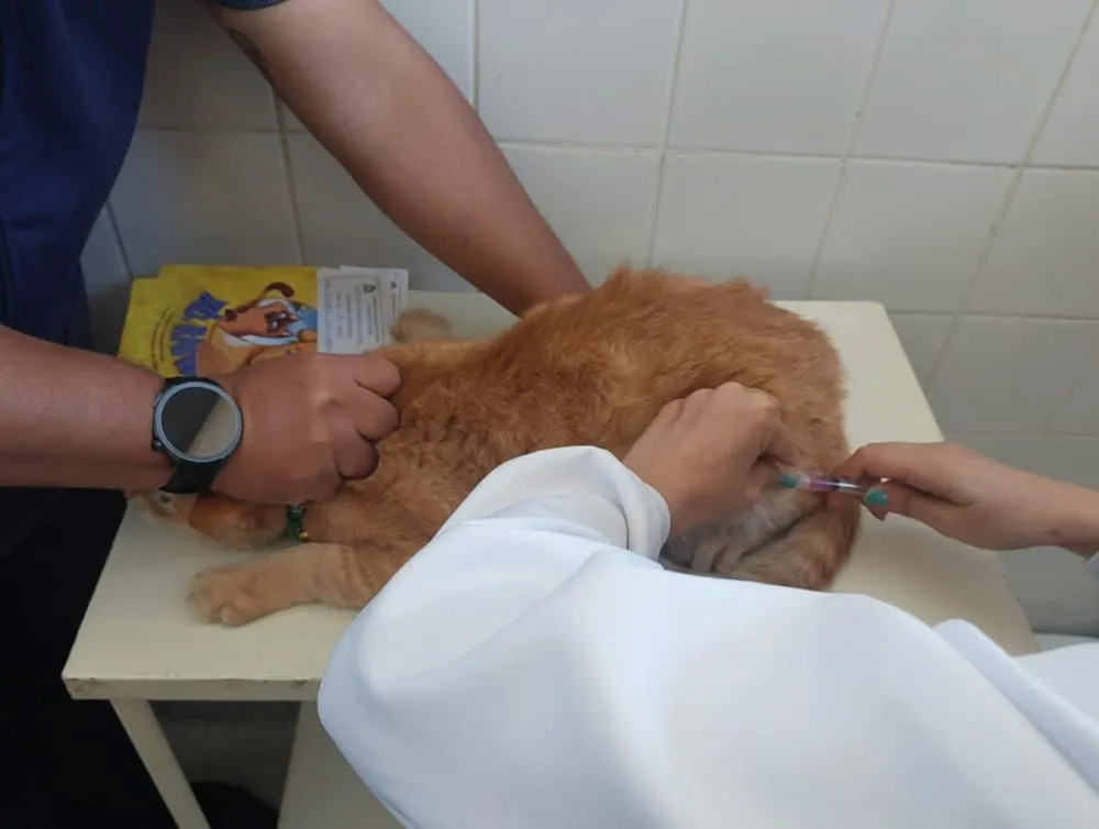 1ª Ação Antirrábica do ano acontece neste sábado (31) na USF Altaneira, na zona Leste