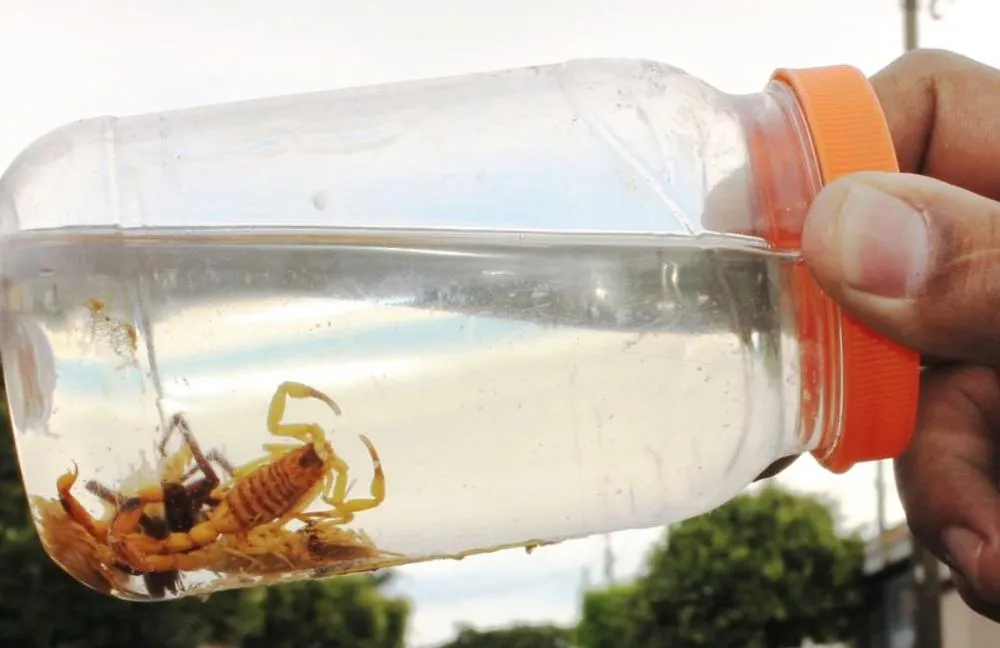 Ambientes com entulho e mato alto favorecem a presença de escorpiões e elevam o risco de acidentes