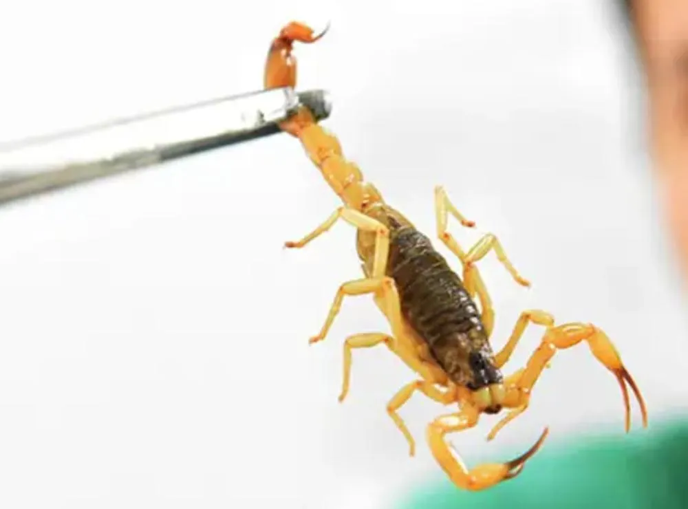 Marília registra alta de 17,24% em acidentes com escorpião