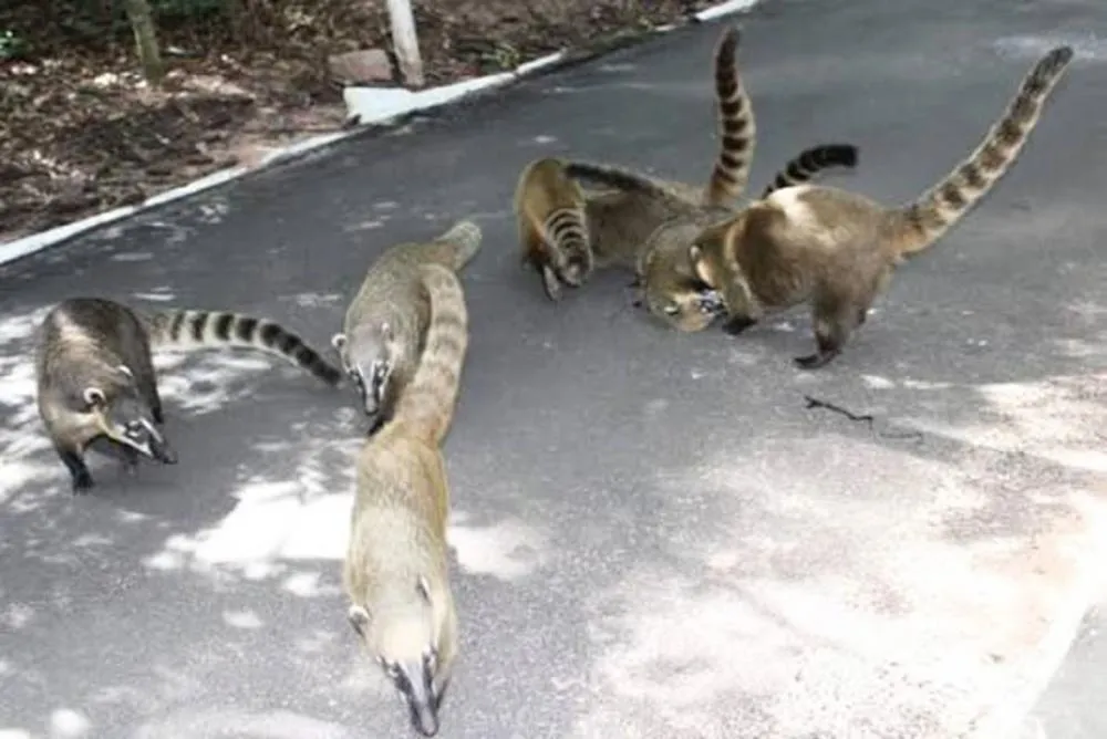 Presença de quatis no Bosque Municipal de Marília acende alerta para conscientização