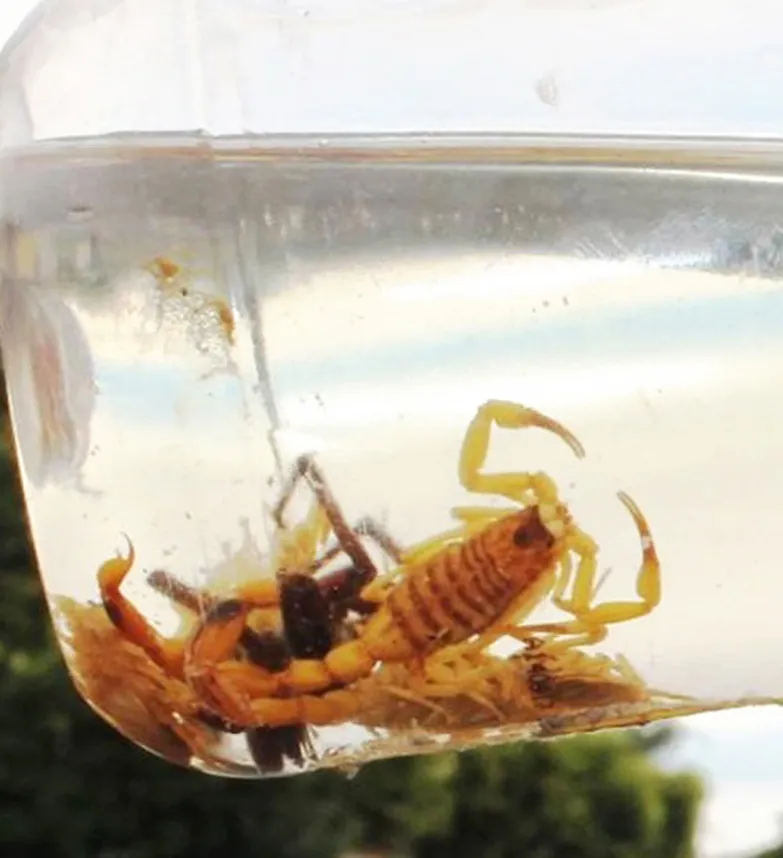 Picadas de escorpião saltam 186,67% em seis anos em Marília