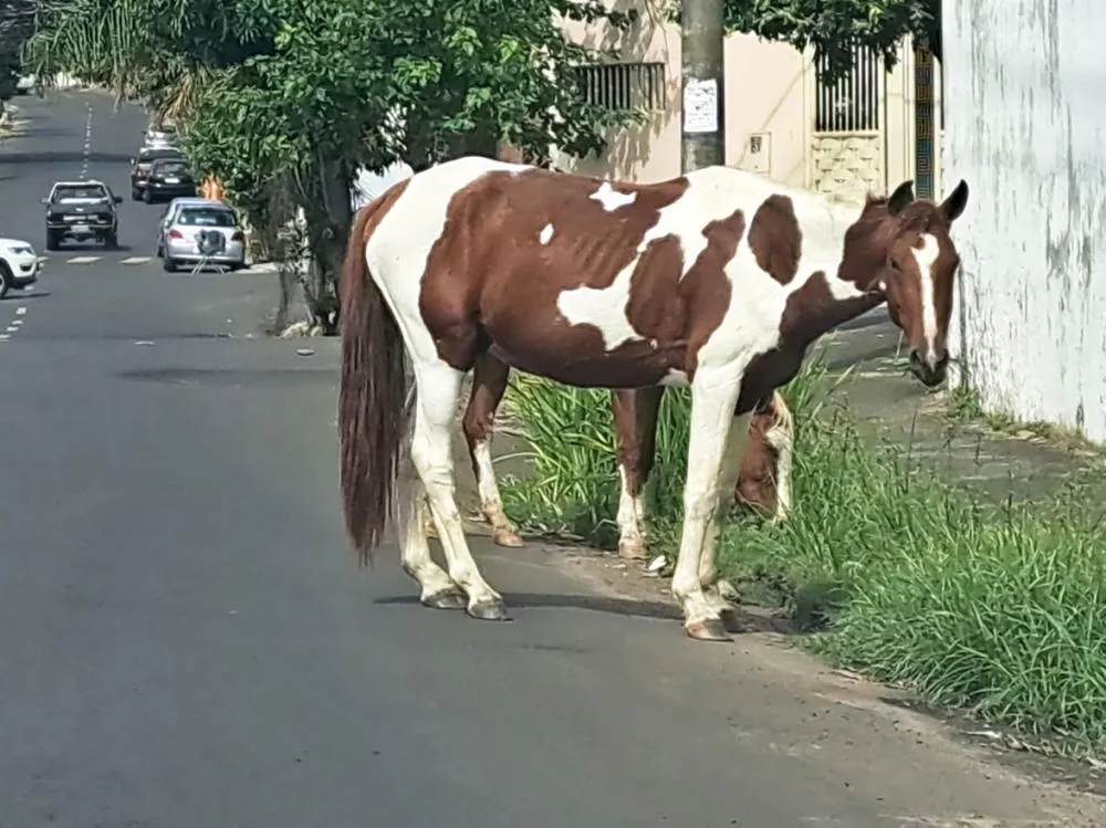 A rua Hermes da Fonseca tem trânsito intenso e motoristas reduzem velocidade