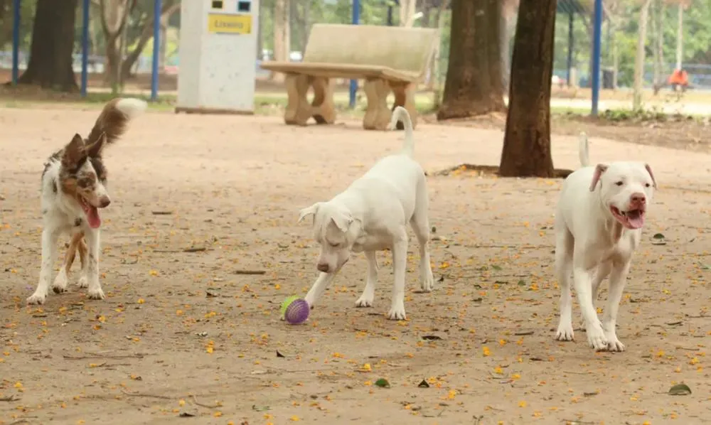 Lei torna crime exercício ilegal da medicina veterinária 