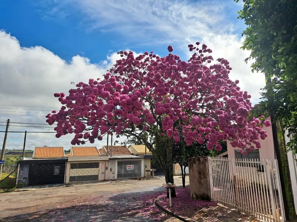Florada dos ipês-roxos transformam a paisagem de ruas e avenidas de Marília