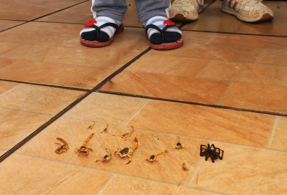 Acidentes com animais peçonhentos crescem 8,2% em Marília