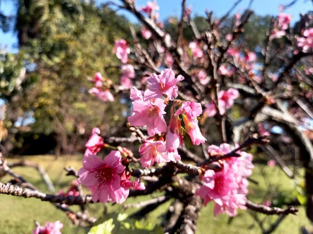 Florada das cerejeiras transforma bosque em atração turística em Garça