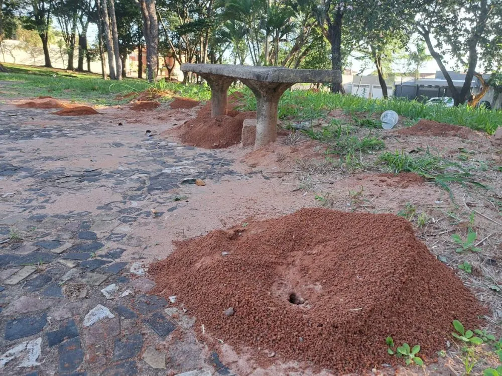 Próximos aos bancos instalados ao redor da área verde, diversos formigueiros chamam a atenção e preocupam frequentadores da praça 