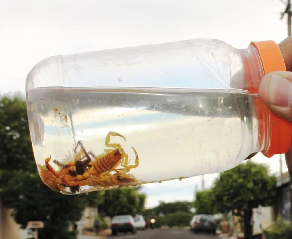 187 acidentes com escorpiões já foram registrados em Marília; mãos e pés estão entre as regiões mais atingidas pelas picadas