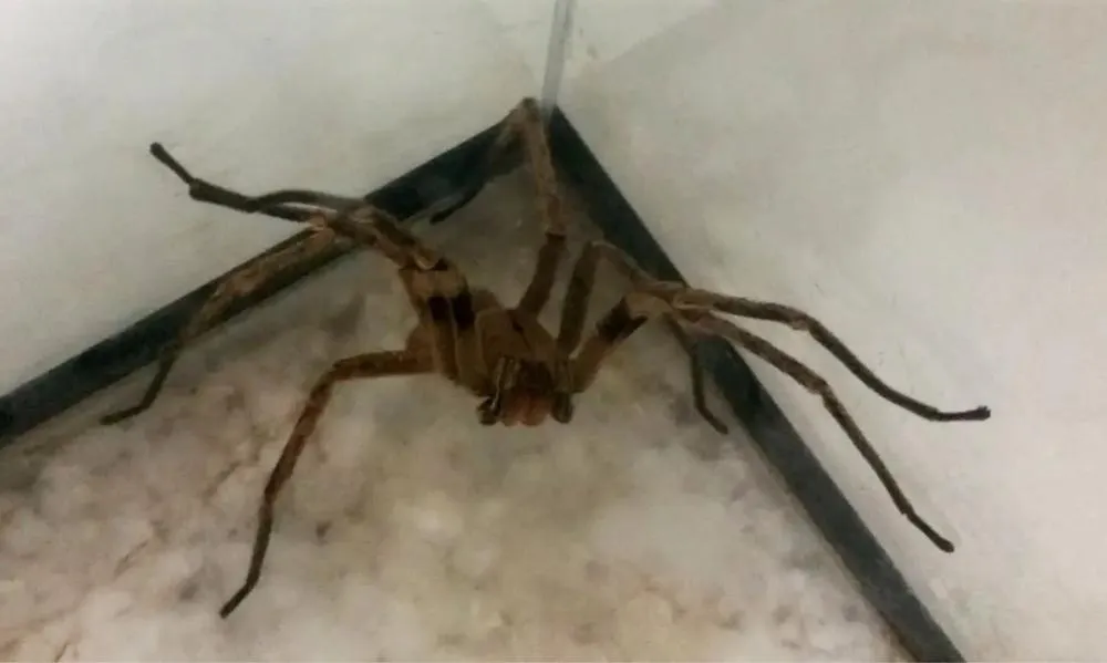 35 acidentes com aranhas foram registrados em Marília entre janeiro até 16 de setembro - Foto: Léo Rodrigues/Agência Brasil