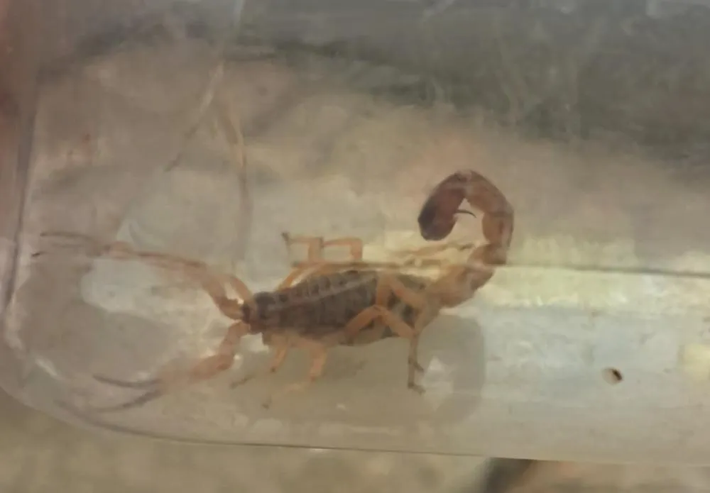 Marília tem 91 ataques de escorpião no ano