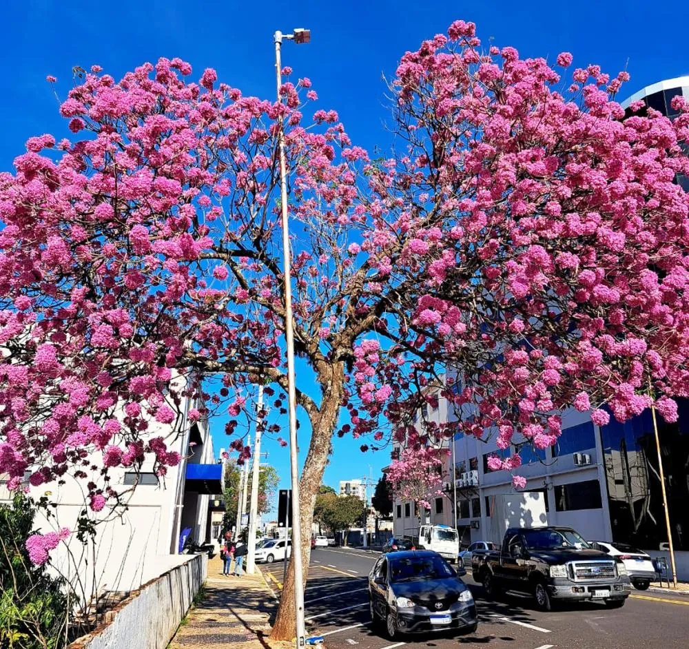 Ipês-roxo florescem na avenida Tancredo Neves, na região central de Marília, e transformam a paisagem com tons vibrantes nesta época do ano - Foto: Cristiano Gonçalves/Jornal A Cidade