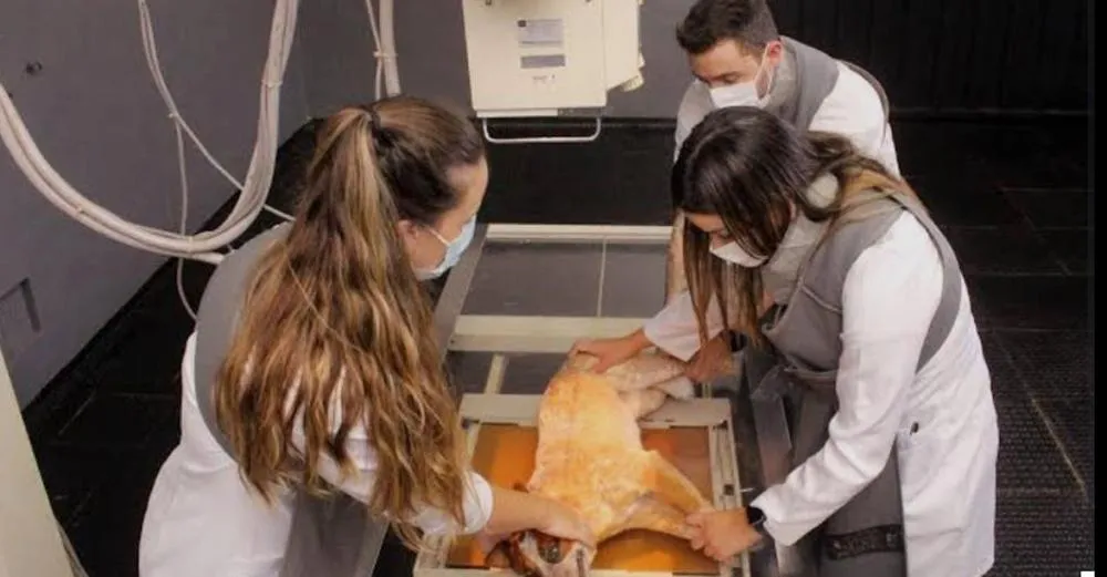 Ao longo de quase quatro décadas de trajetória, o curso de Medicina Veterinária da Unimar consolidou-se como referência nacional