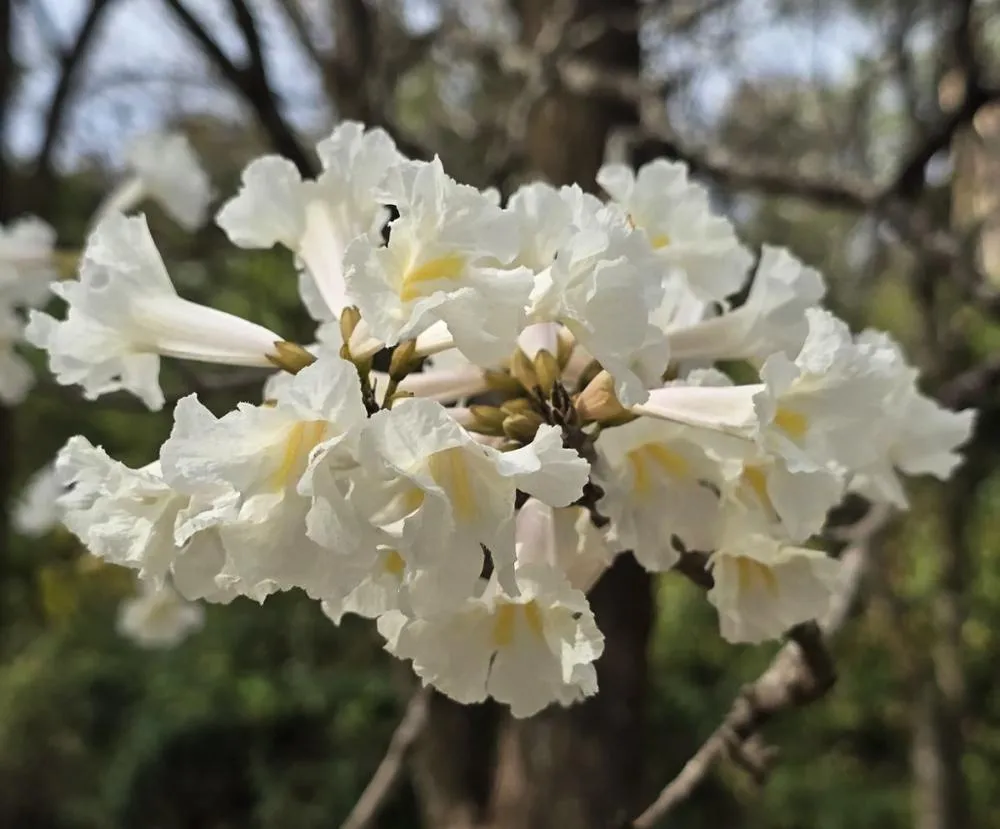 Fotos: Divulgação/PMM