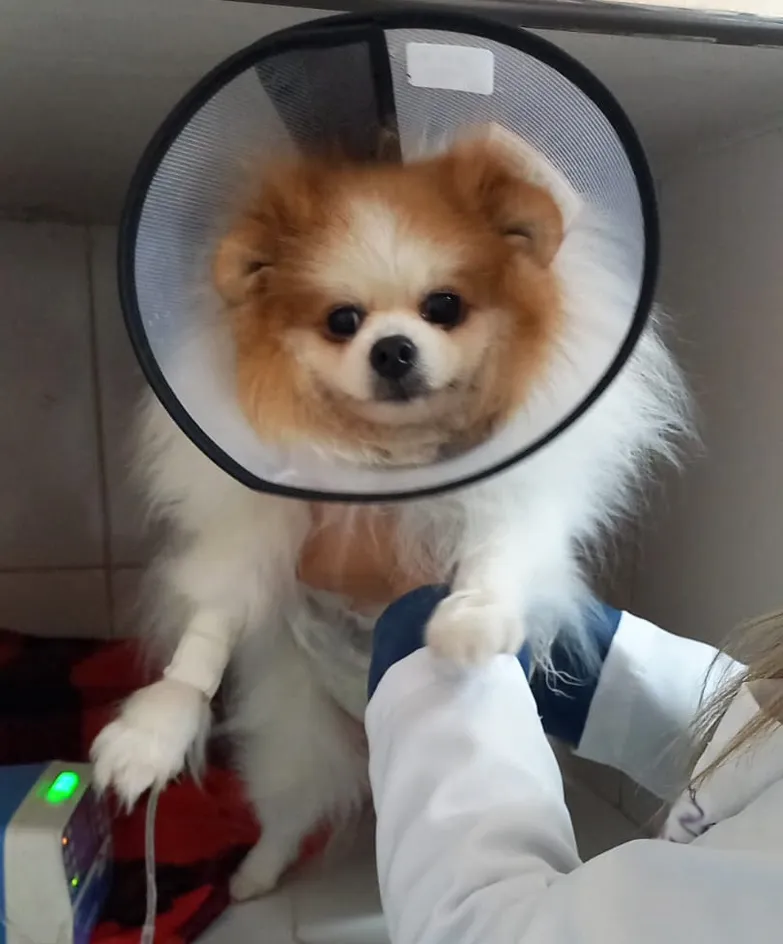 Marília poderia adotar estrutura da rede particular para atendimentos veterinários a tutores de baixa renda