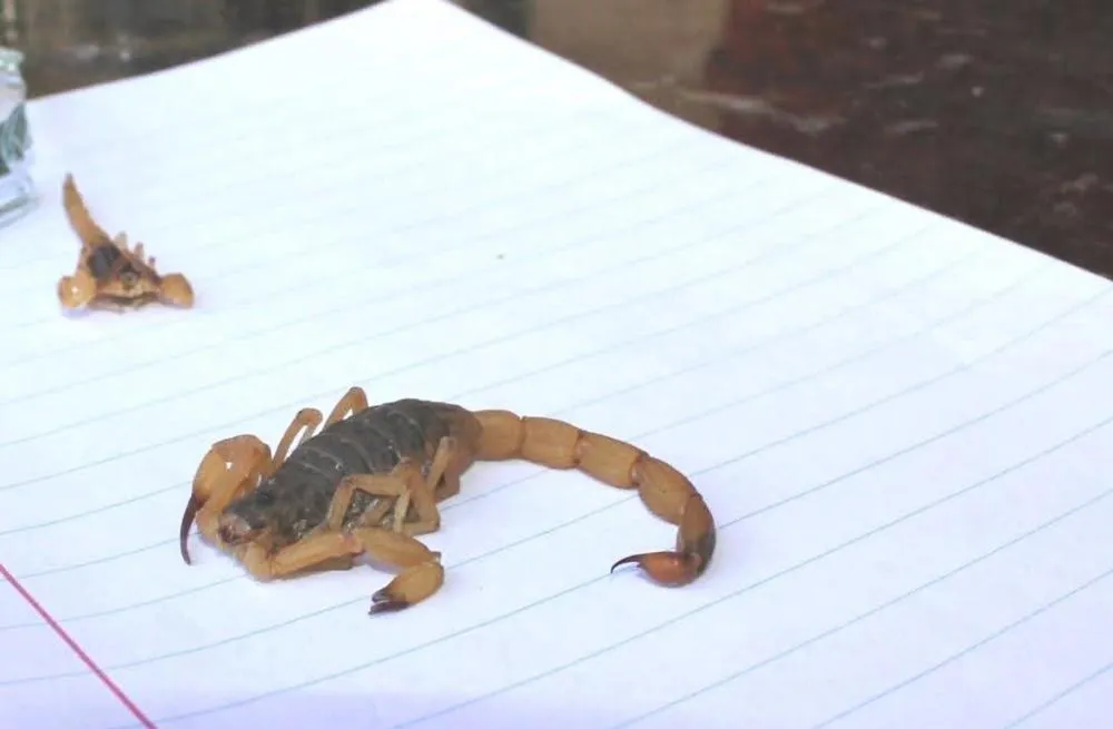 Escorpiões lideram acidentes em Marília em 2025, com 201 casos registrados até setembro