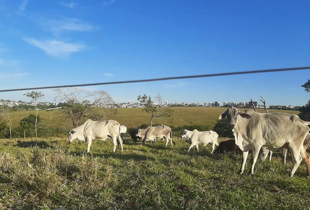 Onze cidades da região de Marília têm mais bois do que habitantes