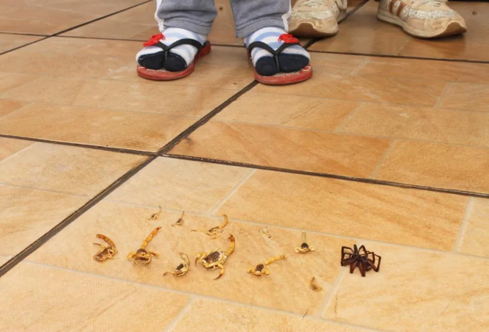 Marília registra alta de 70% nos acidentes com escorpiões em 2025